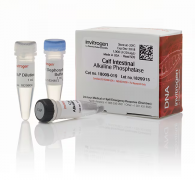 Фосфатаза щелочная из кишечника теленка (CIAP), 20 ед/мкл, 1000 ед., Thermo Fisher Scientific