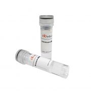 Рекомбинантный белок VIM/Vimentin человека, N-His, 100 мкг, abinScience