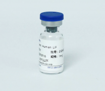 Рекомбинантный белок человека LIF, 50 мкг, EastMab Рекомбинантный белок человека LIF, 50 мкг, EastMab