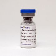Инсулиноподобный фактор роста-1 LR3 (IGF-1), 50 мкг, EastMab Инсулиноподобный фактор роста-1 LR3 (IGF-1), 50 мкг, EastMab