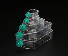 Флакон культуральный, 25 см², стерильный, с вентилируемой крышкой, обработанная поверхность, SPL Флакон культуральный, 25 см², стерильный, с вентилируемой крышкой, обработанная поверхность, SPL