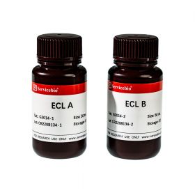 Набор реагентов для хемилюмисцентной детекции белков ECL, Servicebio