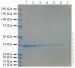 Краситель для белкового фореза Кумасси InstantBlue® Coomassie (ISB1L), 30 мл, Abcam