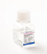 Наномикопулитин (Nanomycopulitine), 20-х в растворе 100 мл, Biowest Наномикопулитин (Nanomycopulitine), 20-х в растворе 100 мл, Biowest