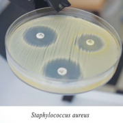 Агар Мюллера-Хинтон II Агар Мюллера-Хинтон II