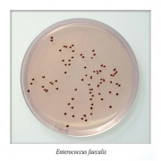 Энтерококкагар Энтерококкагар
