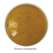 Менингоагар Менингоагар